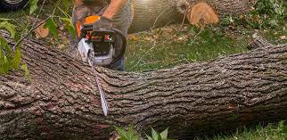 Trusted St Augusta, MN Tree Services Experts