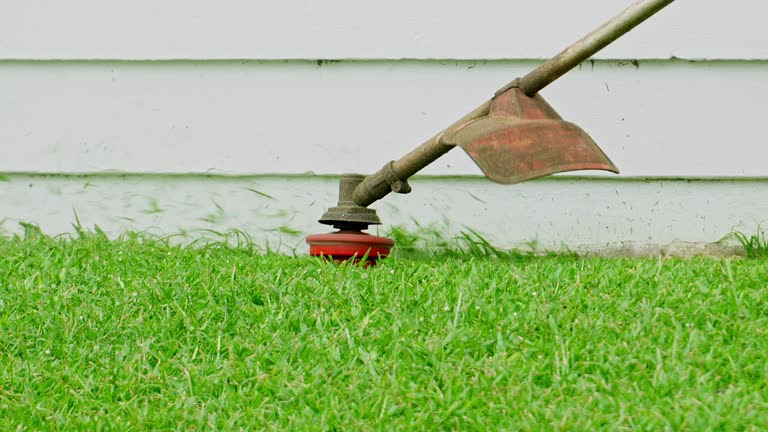 Tree and Shrub Care in St Augusta, MN