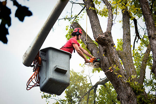 How Our Tree Care Process Works  in  St Augusta, MN